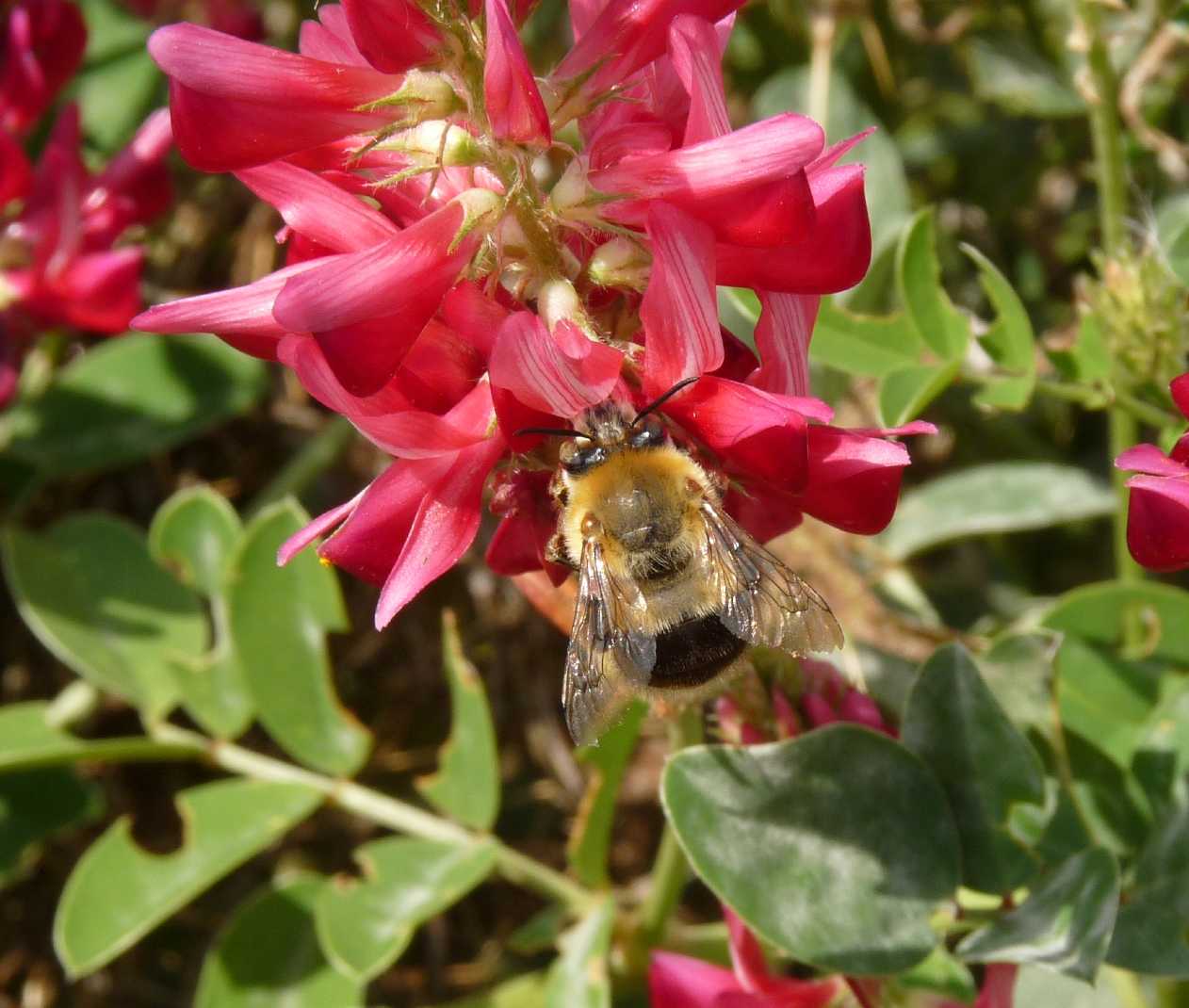 Habropoda tarsata (Apidae Anthophorinae)